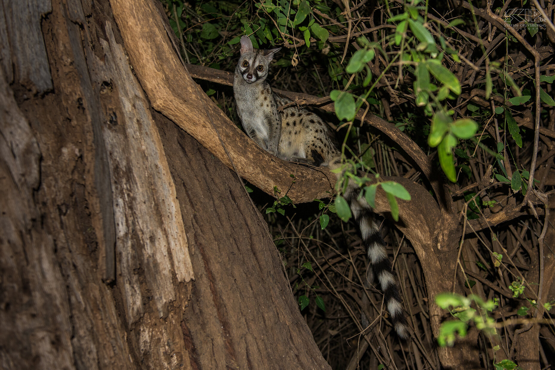 Samburu - Genet At night at our campsite in Samburu NP we spotted a genet cat. This nocturnal animal is quite shy but the one at the campsite seems to be used to people. I was able to make several good photos of this cat. The genet is an omnivorous generalist eating lizards, mousses, fruits, eggs, ... Stefan Cruysberghs